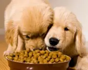 Alimentos Para Gatos e Cães (14)